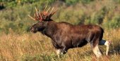  Охота на лося: виды охоты и место обитания