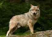 Как правильно подготовиться к охоте на волка