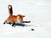 Охота на лису зимой. Способы и советы