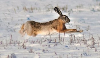 Зимняя охота на зайца. Условия успешной охоты.