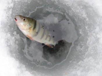 Рыбалка зимой на окуня. Особенности и советы для спешной ловли. 